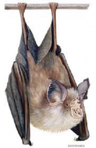 RHINOLOPHUS EURYALE 