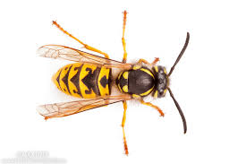 Vespula germanica