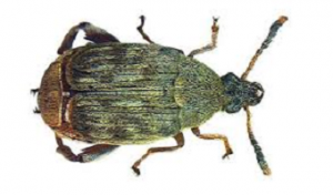 ACANTHOSCELIDES OBTECTUS 