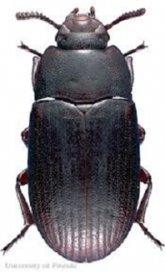 ALPHITOBIUS DIAPERINUS