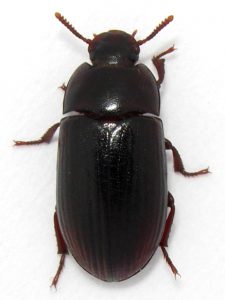 ALPHITOBIUS DIAPERINUS 