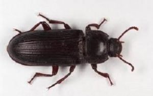 COLEOTTERO STRUGGIGRANO 