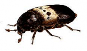 DERMESTES LARDARIUS 