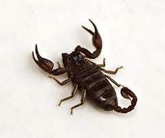 EUSCORPIUS ALPHA