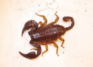 EUSCORPIUS ITALICUS 