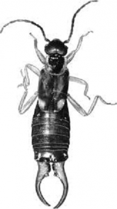 Forficula Auricularia