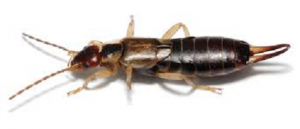 FORFICULA DECIPIENS 