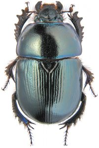 GEOTRUPES MUTATOR