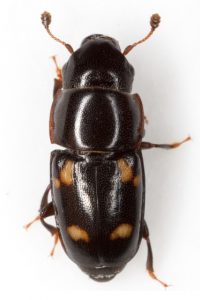 GLISCHROCHILUS QUADRISIGNATUS 