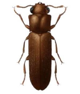 LYCTUS BRUNNEUS 