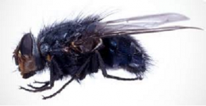 MOSCA CALLIPHORA 