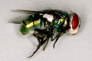 MOSCA CHRYSOMYA ALBICEPS