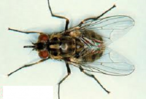 MOSCA STOMOXYS CALCITRANS