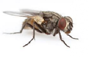 MUSCA DOMESTICA 