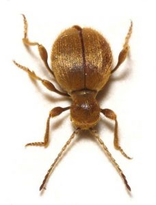 Niptus hololeucus (Ptinide dorato)