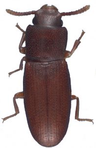 Palorus ratzeburgi (Tribolio dagli occhi piccoli)