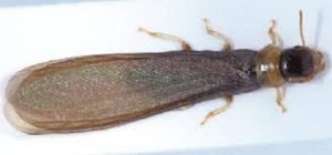 Reticulitermes lucifugus