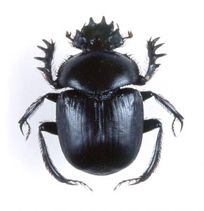 SCARABAEUS SACER