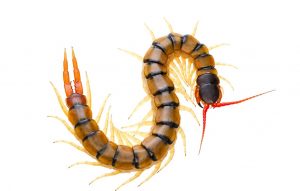 SCOLOPENDRA CINGULATA