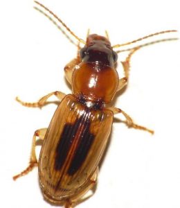 STENOLOPHUS LECONTEI