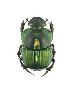 SULCOPHANAEUS MENELAS