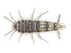 THERMOBIA DOMESTICA