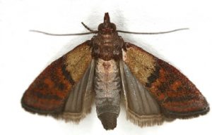 TIGNOLA FASCIATA