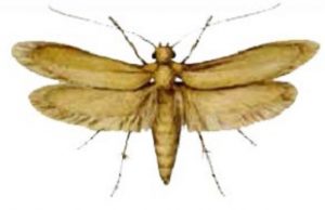 Tineola bisselliella