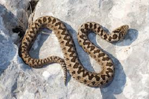 VIPERA URSINII