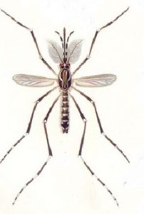 Zanzara Aedes Egypti
