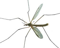 Zanzara Aedes vexans
