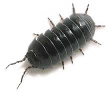 ARMADILLIDIUM VULGARE