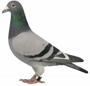 Piccioni