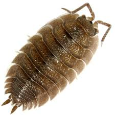 PORCELLIO SCABER