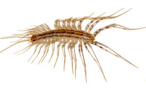 Centopiedi Coleoptrata Scutigera