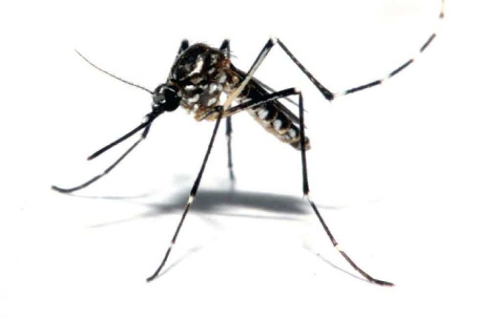 Aedes Aegypti