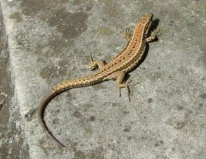 Podarcis muralis